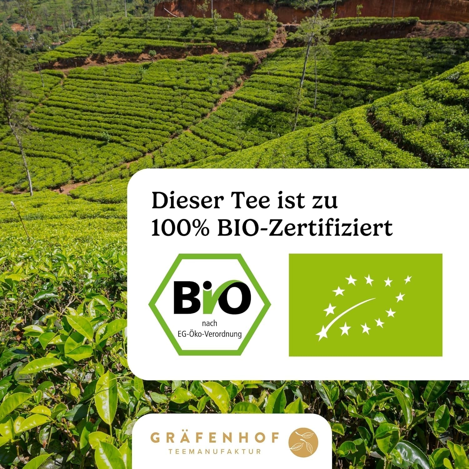 Té de yerba mate orgánico El original 1 kg de té de mate suelto alto en cafeína Sin tostar Hojas de mate secadas al aire probadas en laboratorio Envasadas en Alemania Calidad premium Gräfenhof