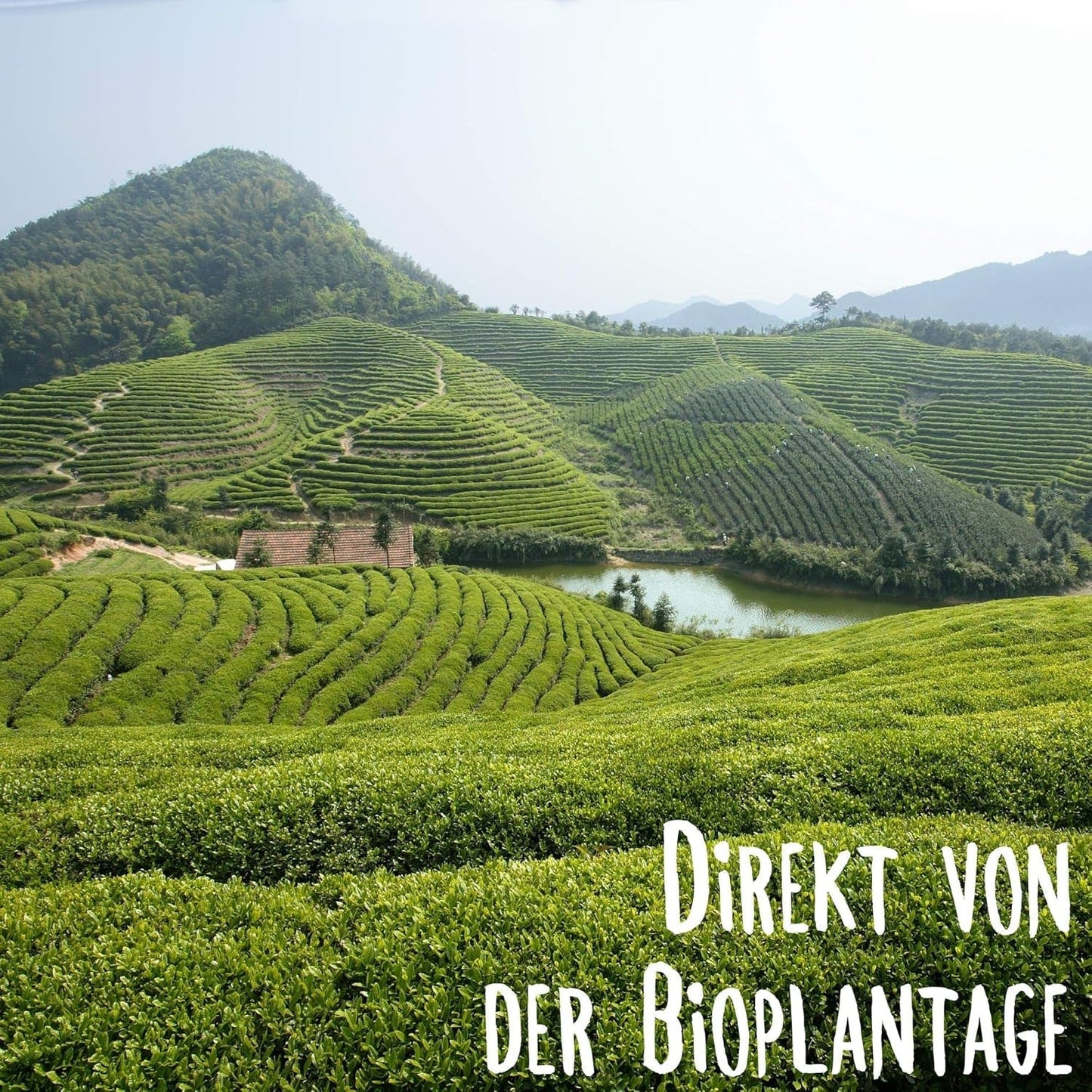 KLUIZ Gyokuro Tokiwa orgánico - Primera cosecha recolectada a mano - Té verde japonés I 100 gramos I Té verde orgánico
