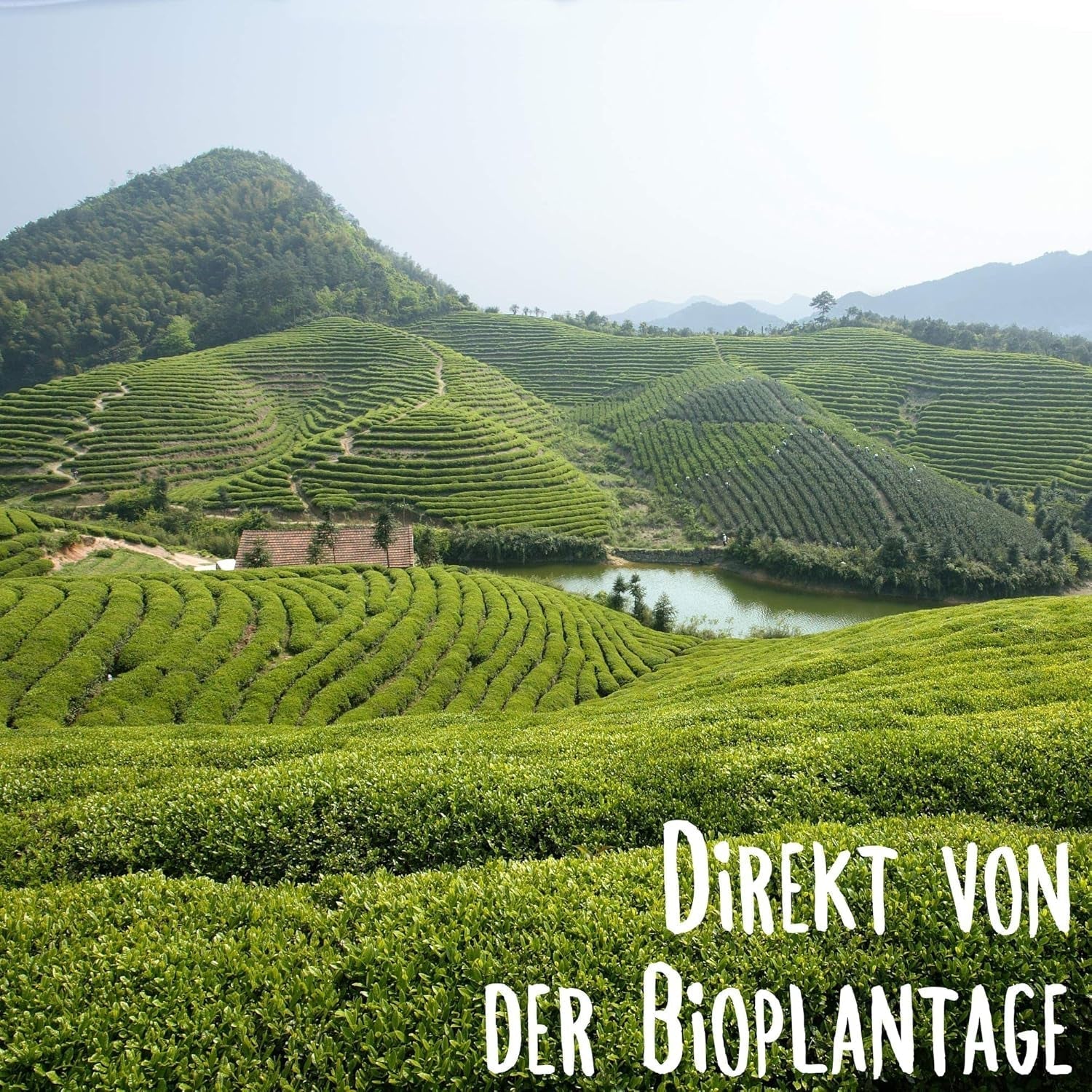 KLUIZ Gyokuro Tokiwa orgánico - Primera cosecha recolectada a mano - Té verde japonés I 100 gramos I Té verde orgánico