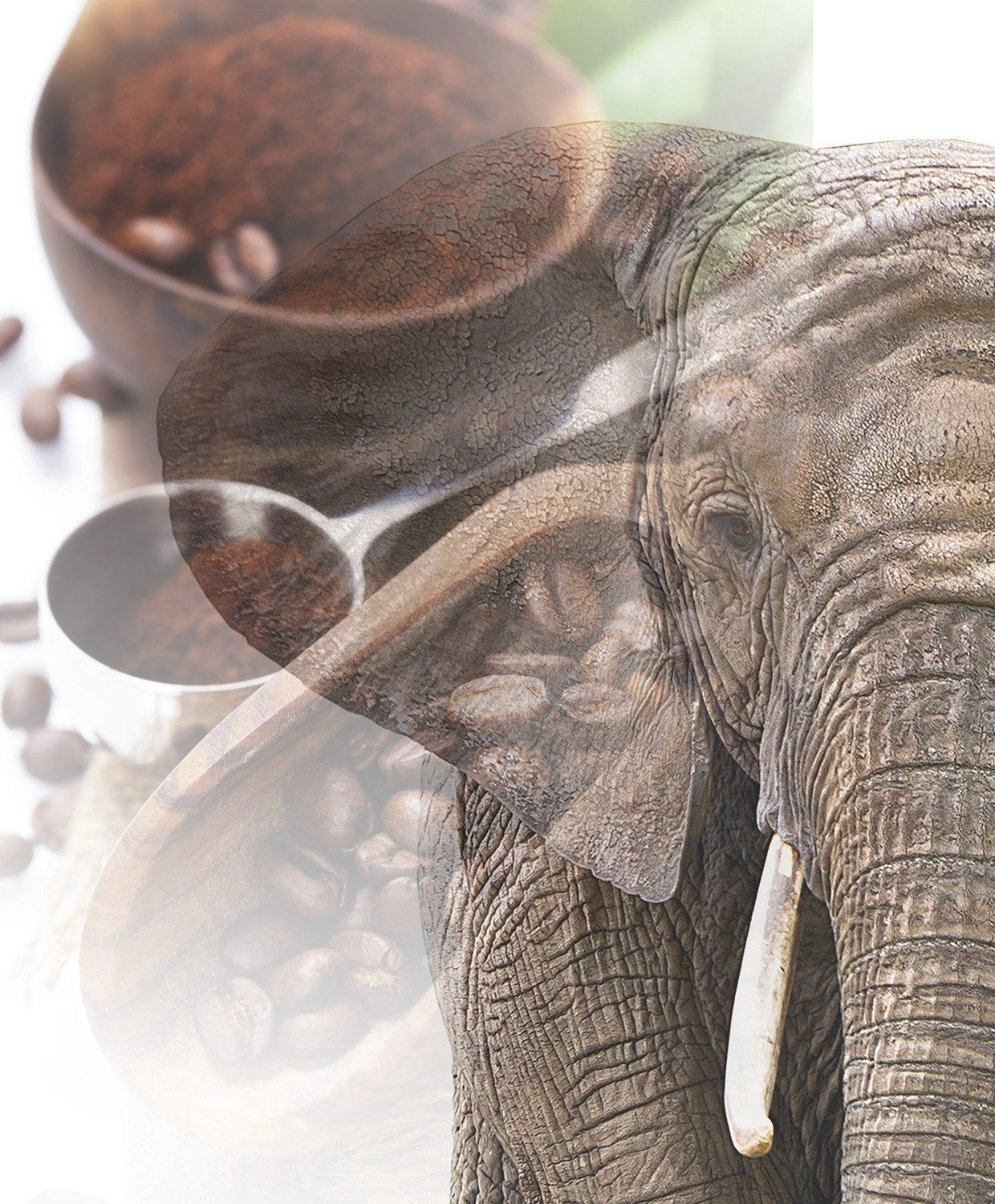 Café Jumbo | Elefantenkaffee Maragogype (1000 g, Bohnen entero) - Die größten Bohnen der Welt, ohne Säure, extra suave