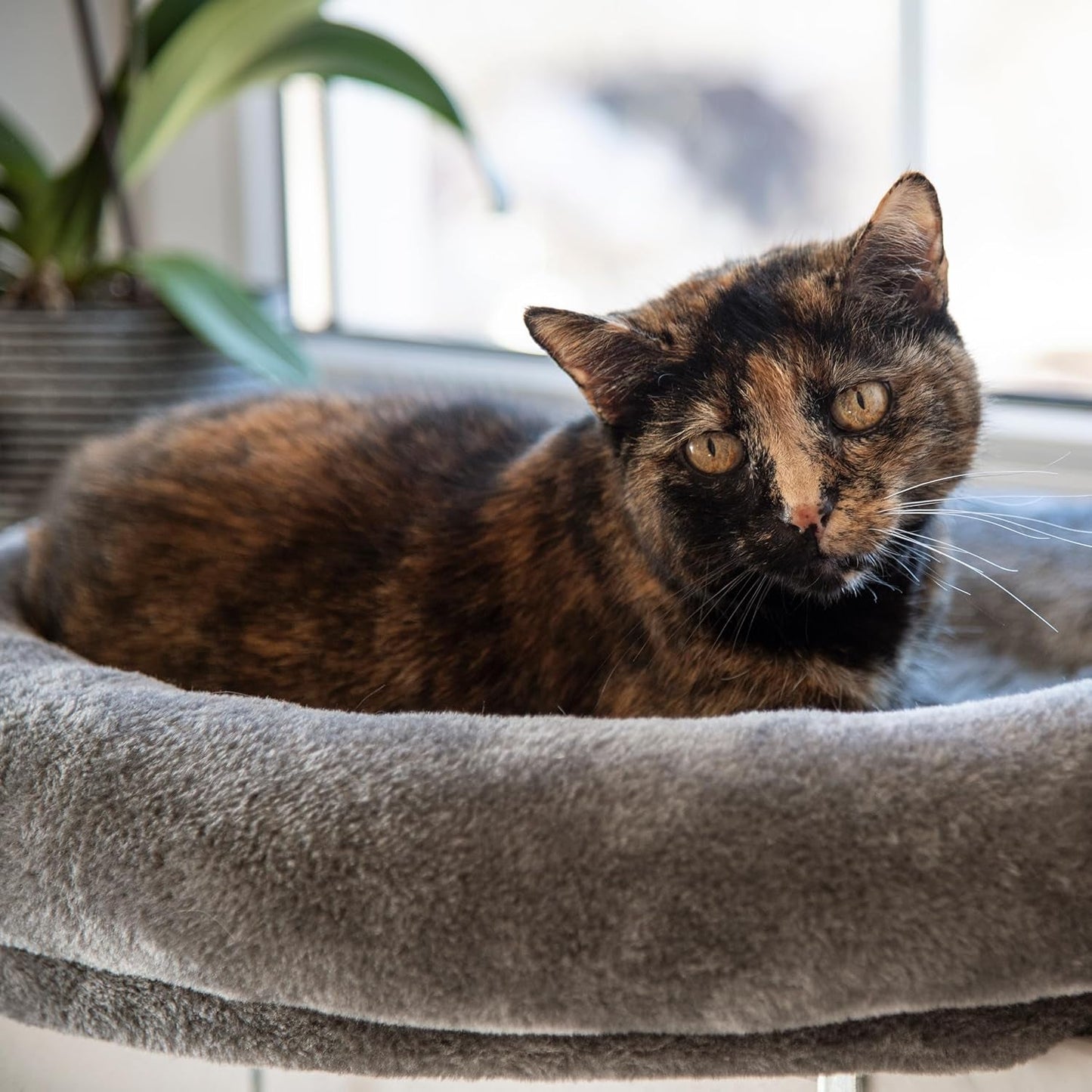 Mantas y muebles, Asientos para ventanas, Mascotas, Gatos, Camas para gatos, Gatos - camas, colchones