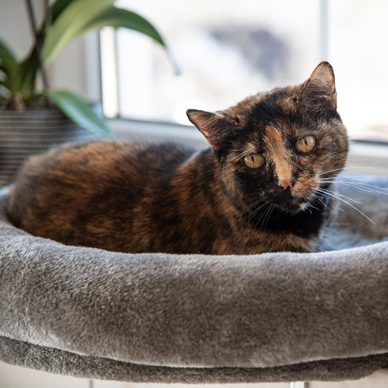 Mantas y muebles, Asientos para ventanas, Mascotas, Gatos, Camas para gatos, Gatos - camas, colchones