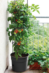 Macetas para plántulas de tomate Prosperplast con enrejado - Jardinera de plástico resistente | Antracita | Resistente a la intemperie y a los rayos UV | 29,5 x 115,2 cm | Ideal para el jardín y la terraza.