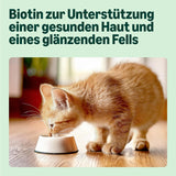 Amazon Comida Húmeda Selección Mixta para Gatos Jóvenes en Gelatina 1,2kg (12 sobres de 100g)