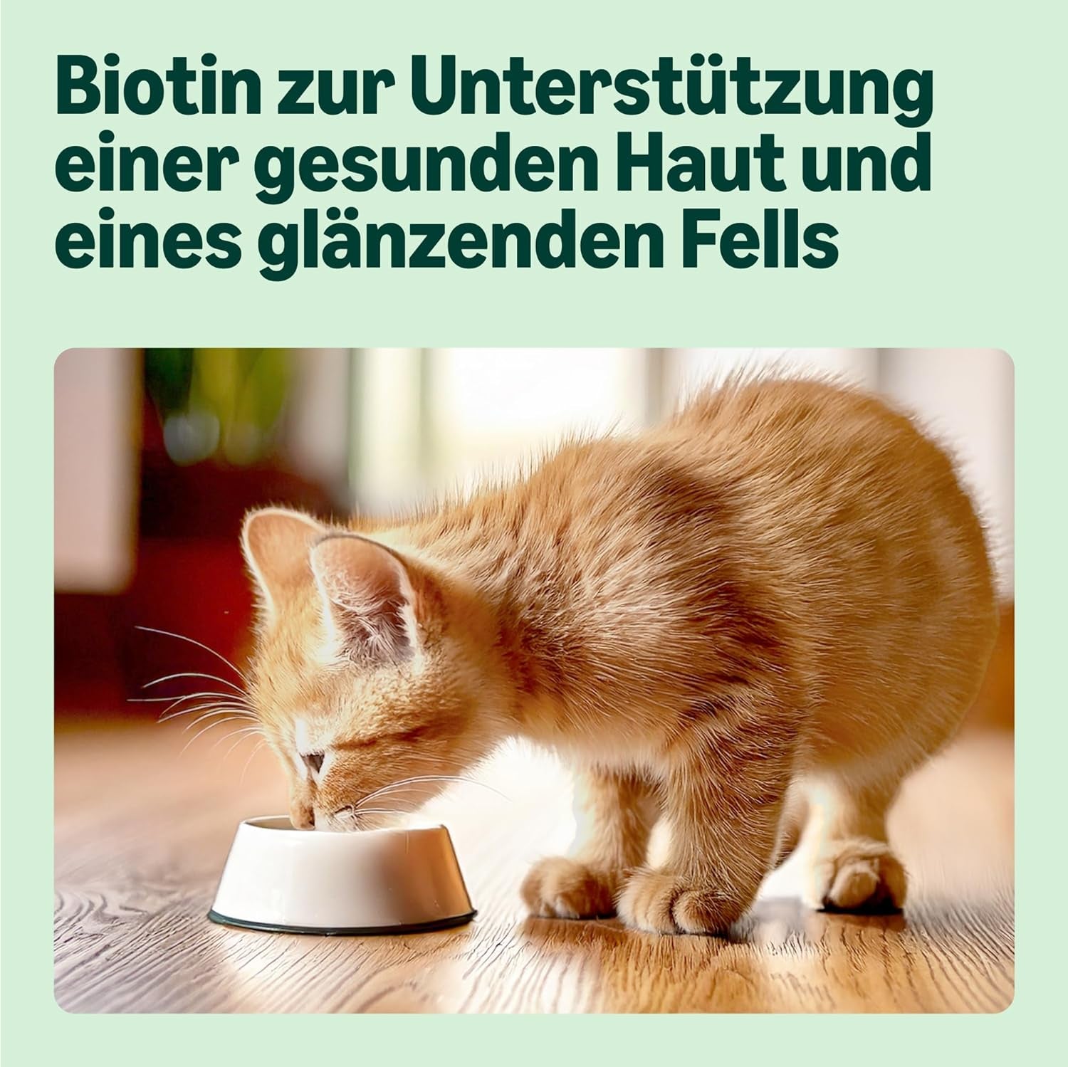 Amazon Comida Húmeda Selección Mixta para Gatos Jóvenes en Gelatina 1,2kg (12 sobres de 100g)