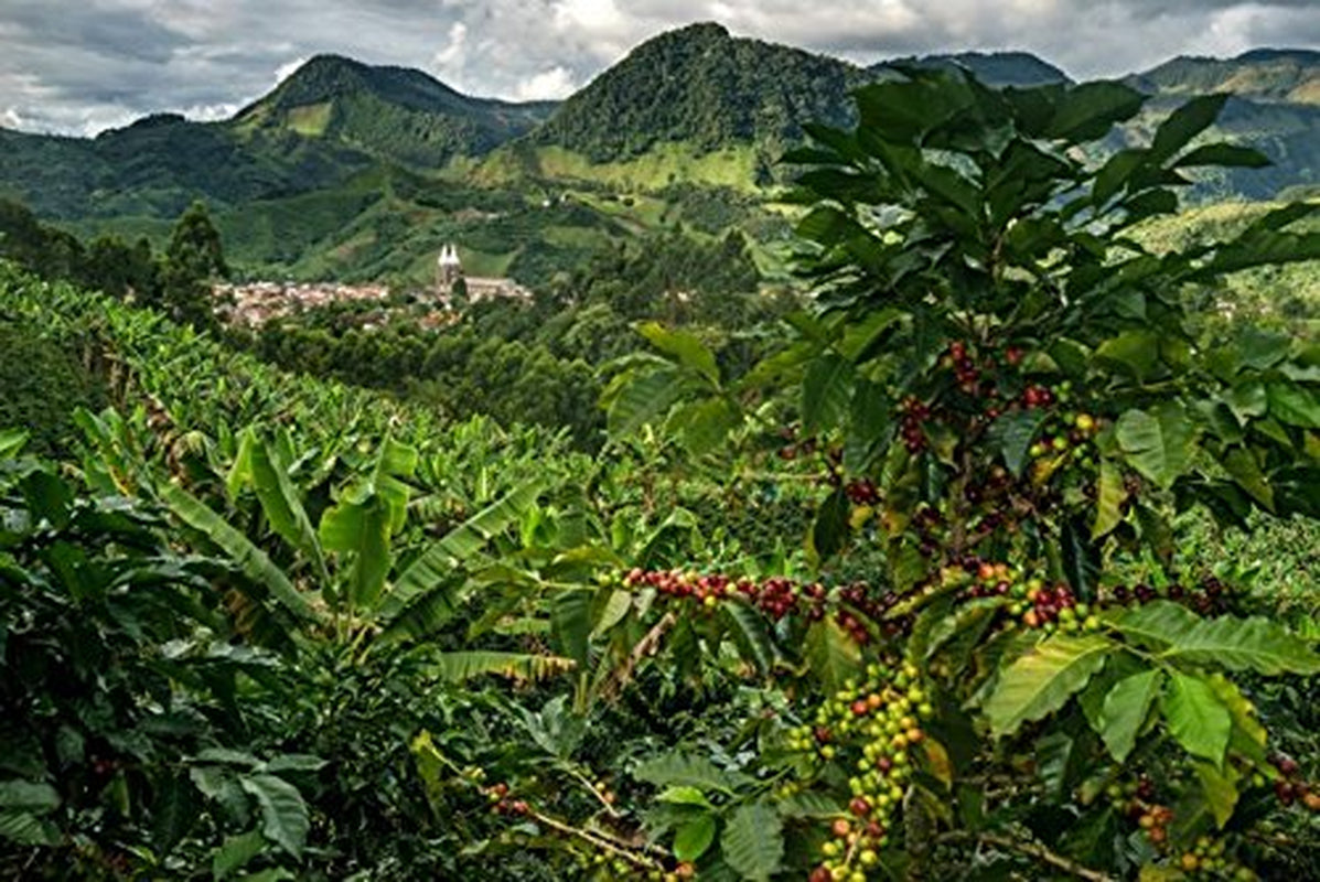 Café Arábica 100% Natural en Grano 1kg – Café Espresso Intensamente Tostado con una Mezcla de Origen Colombiano y Brasileño – Comercio Justo.