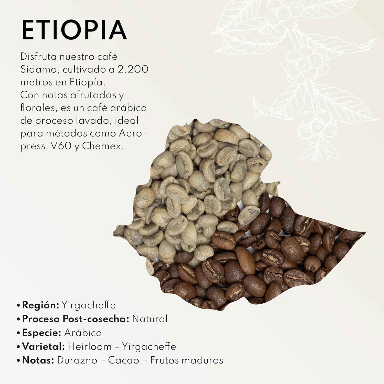 Café de Especialidad Boconó Etiopía 100% Arábica, tueste medio, 1 kg - Ideal para café V60, Chemex, Kalita, etc.