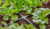 Gardena Micro-Drip-System - Conexión cruzada de 4,6 mm (3/16 pulgadas): Accesorio para distribución de derivaciones y líneas de goteo, instalación sin dobleces con tecnología de conexión Easy & Flexible (13214-20)