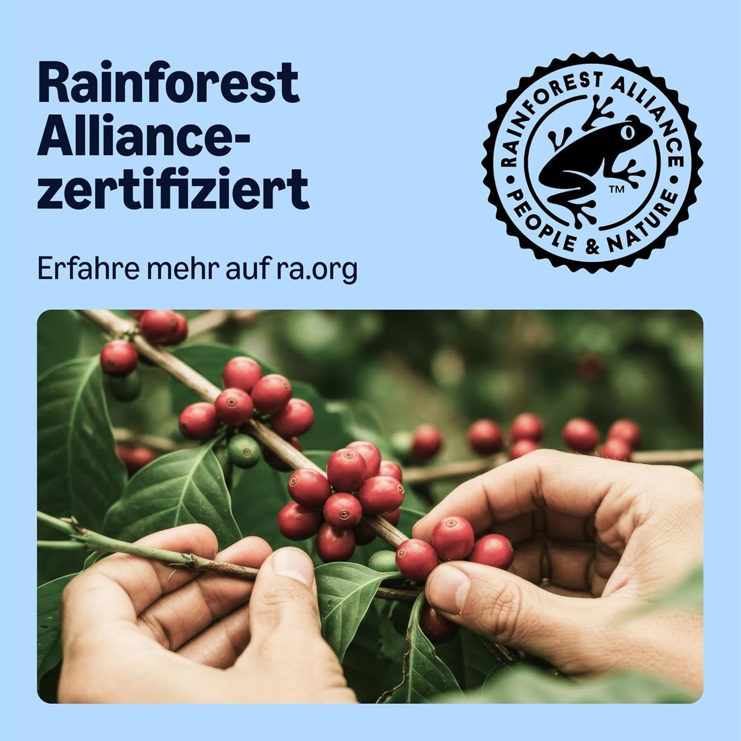 de Amazon Entkoffeinierte 100% Arábica-Kaffeepads, geeignet für Senseo-Maschinen, medium Röstung, 36 Stück (1 Packung mit 36 ​​​​Stück) – Certificado Rainforest Alliance