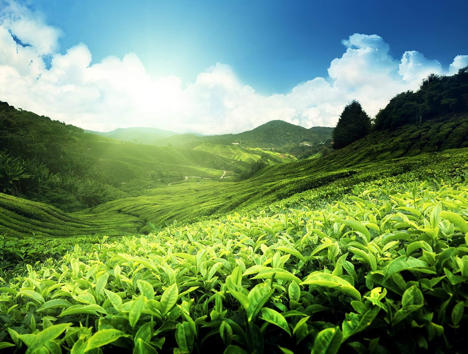 Meßmer Té verde limón I 25 bolsitas de té I Vegano I Sin gluten I Sin lactosa (paquete de 4)