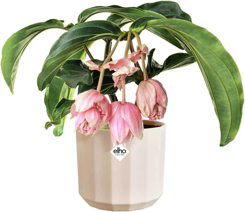 Maceta redonda elho Facet 23cm - para uso interior - 100% plástico reciclado - Ø 22,7 x Al. 20,4 cm - Rosa/Rosa almendra