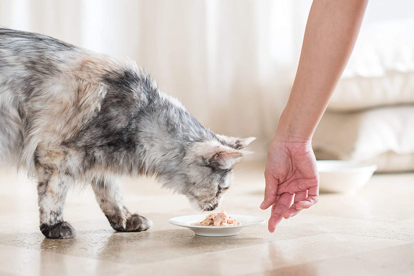 Cat Jelly Thunfisch mit Goldmakrele, Katzenfutter nass in Gelee, 24 dosis x 85 g