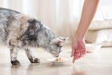 Cat Jelly Thunfisch mit Goldmakrele, Katzenfutter nass in Gelee, 24 dosis x 85 g