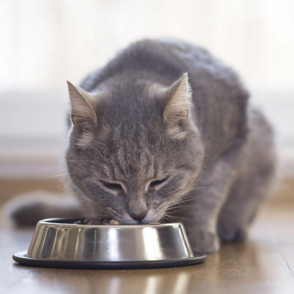BEAPHAR - Dieta renal con pollo - Alimento completo para gatos con insuficiencia renal crónica - Para apoyar la función renal - 100 g