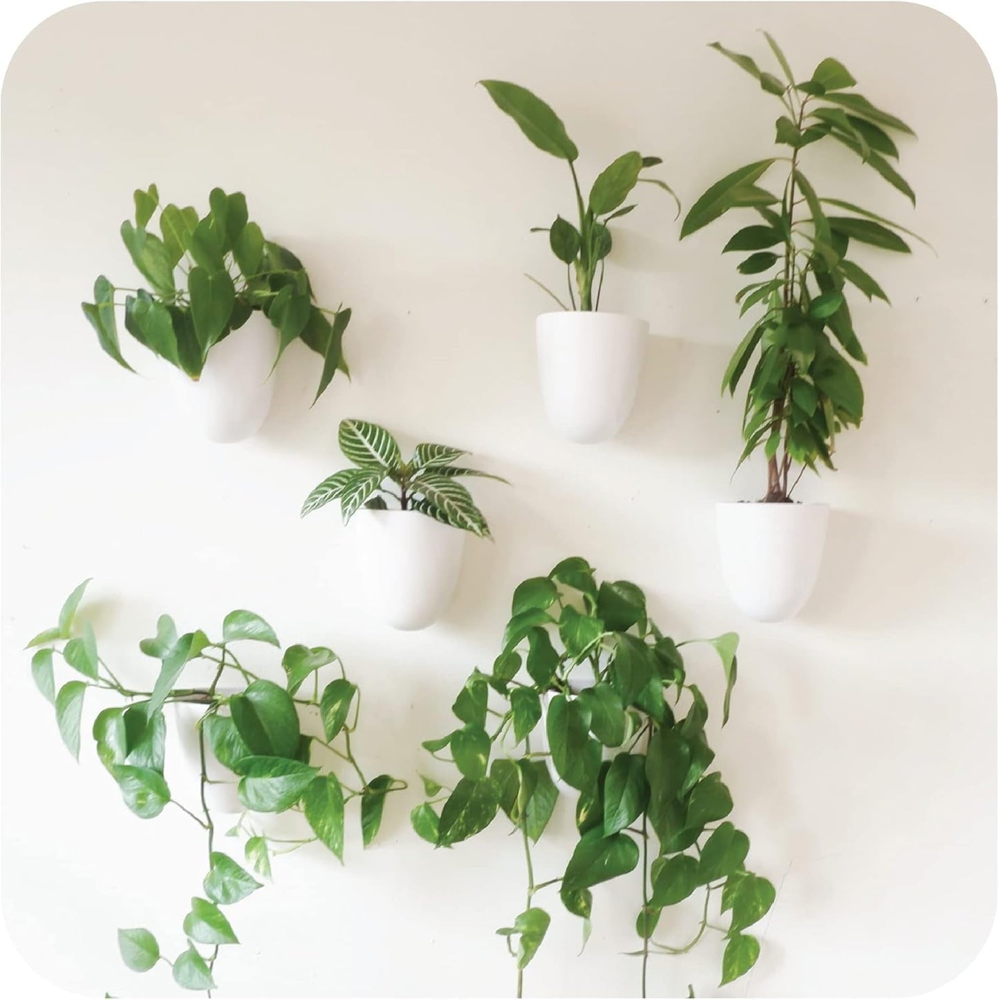 Macetas de pared con riego automático Virgo (juego de 6) - Fáciles de regar e instalar - Livianas - Crea tu propio jardín vertical - Macetas de pared para plantas de interior