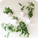 Macetas de pared con riego automático Virgo (juego de 6) - Fáciles de regar e instalar - Livianas - Crea tu propio jardín vertical - Macetas de pared para plantas de interior