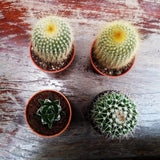Pequeña maceta de plástico - 12 cm de diámetro, ligera y duradera, ideal para plantones, esquejes y plantas de interior - color aleatorio, Aléatoire
