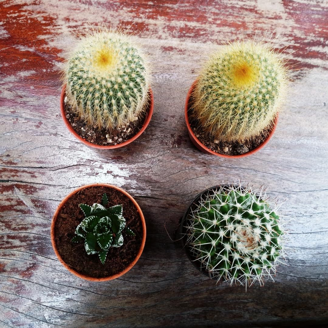 Pequeña maceta de plástico - 12 cm de diámetro, ligera y duradera, ideal para plantones, esquejes y plantas de interior - color aleatorio, Aléatoire