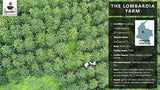 Café Iguaque 1000gr | Premium Kaffee ganze Bohnen 100% Arábica de Colombia | Familienbetrieb - Single Origin Kaffeebohnen - Nachhaltige eigene Plantage im Hochland - Kräftiges Aroma