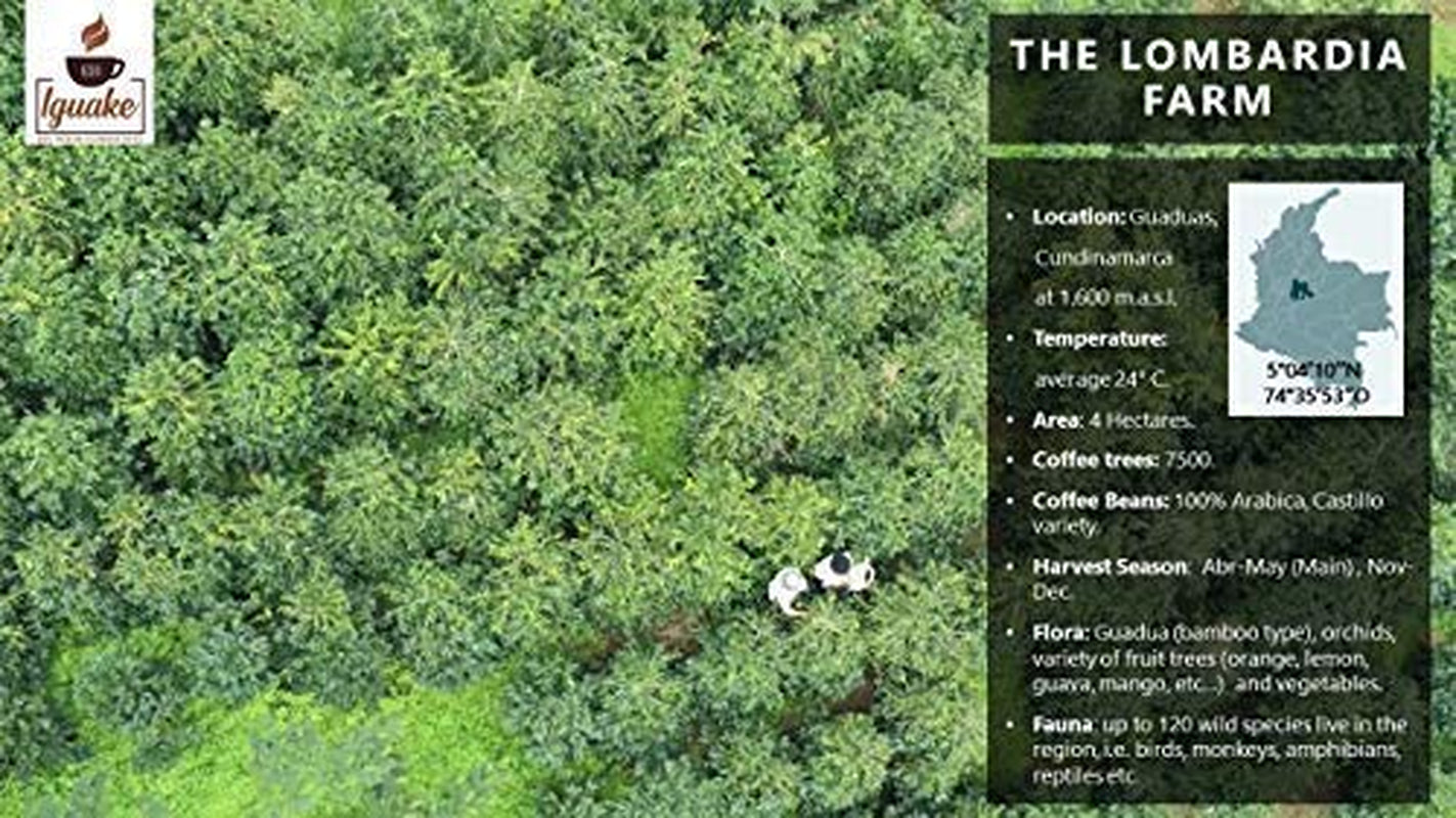 Café Iguaque 1000gr | Premium Kaffee ganze Bohnen 100% Arábica de Colombia | Familienbetrieb - Single Origin Kaffeebohnen - Nachhaltige eigene Plantage im Hochland - Kräftiges Aroma