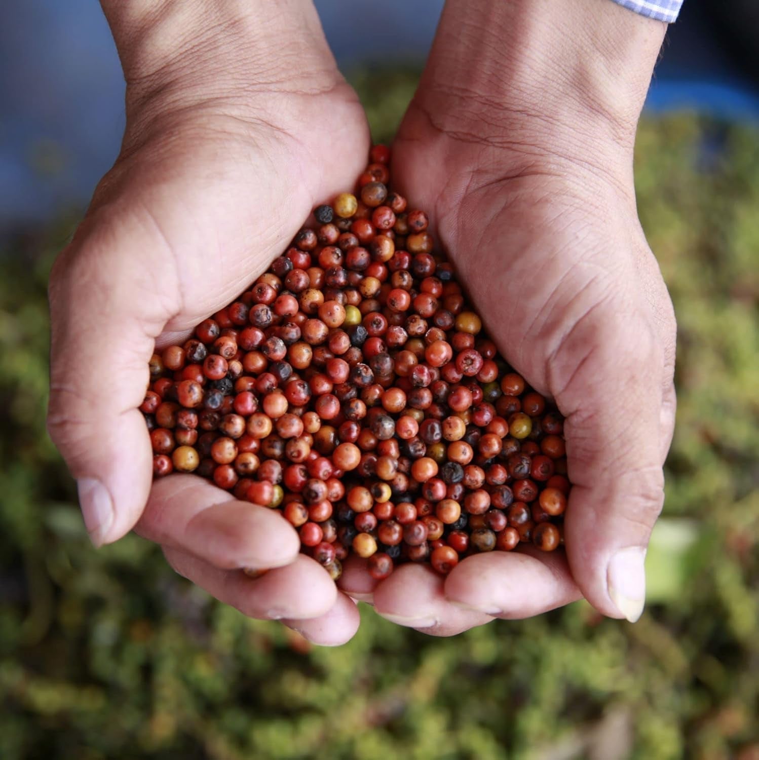 Spicebar Roter Kampot Pfeffer, Premium Auslese aus Kambodscha (1 x 70 g)