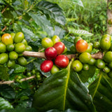 Roasters Pick Espresso Blend - 100% Arábica, ganze Bohne - vielschichtige Röstung - frisch in Berlin geröstet - 500g