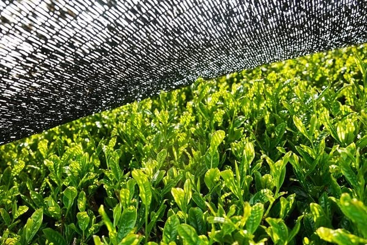 BIO Matcha en polvo 200 g I Sin aditivos - 100% natural I Té Matcha japonés premium I Té verde en polvo de