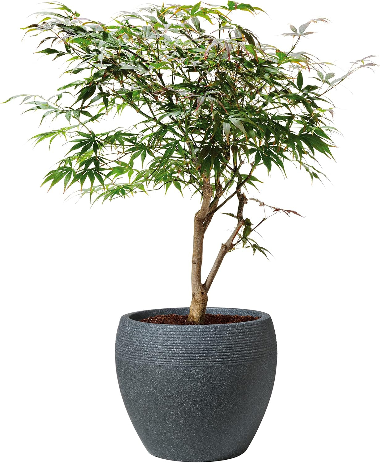 Scheurich Lineo, jardinera de plástico, granito negro, diámetro 30 cm, altura 24,1 cm, volumen 11 l.
