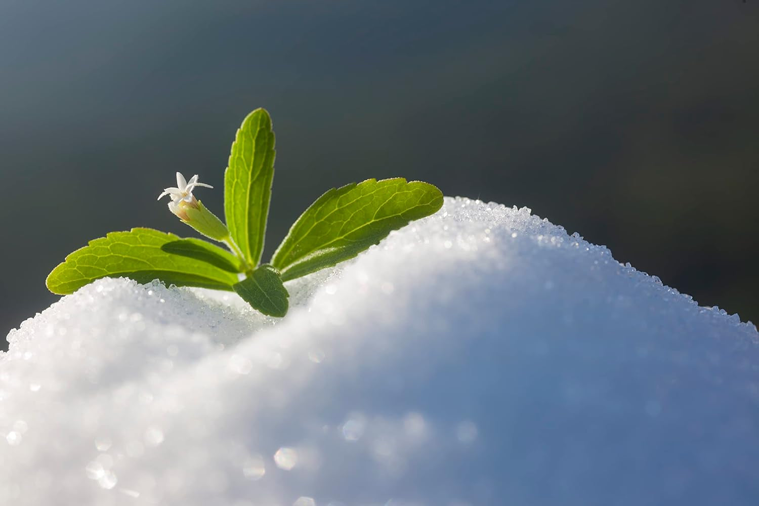 Stevia 1:1 (Erythrit - Stevia) - Natürlicher Zuckerersatzstoff, 1000 G Edulcorantes Naty Shop