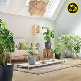 Jardinera LECHUZA Classico Color ECO 60 Gris Oscuro | Jardinera con sistema de riego e indicador de nivel de agua | Hecho de plástico 100% reciclado | Acabado mate | Ø 60 x 55,5 cm | 18955