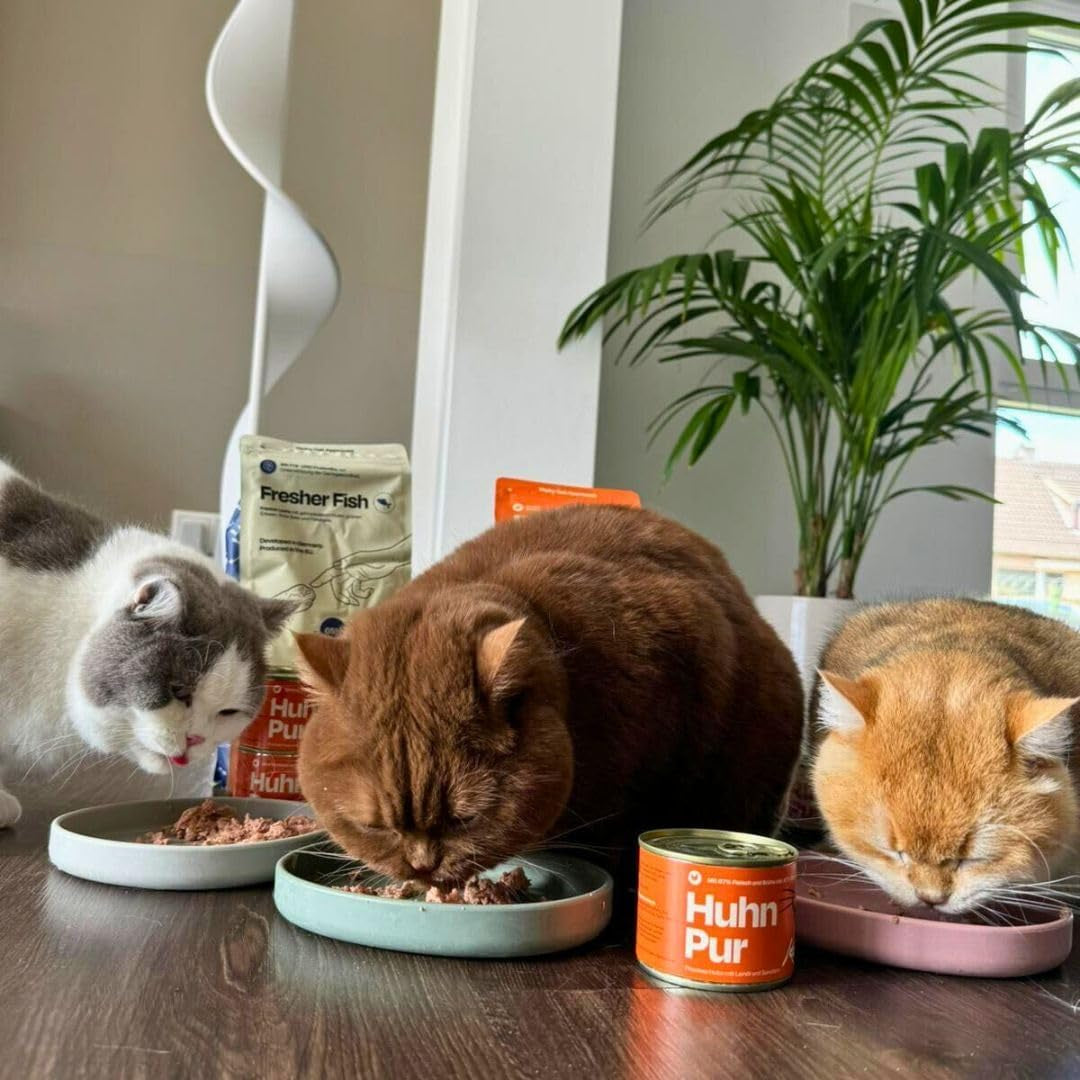 The Better Cat - Comida húmeda sin cereales con contenido extra alto de carne - Comida premium para gatos sin cereales y sin azúcar (200 g, Pollo)