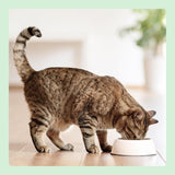Amazon Comida húmeda para gatos sin cereales Trozos de pollo enlatados en gelatina 12 x 405 g