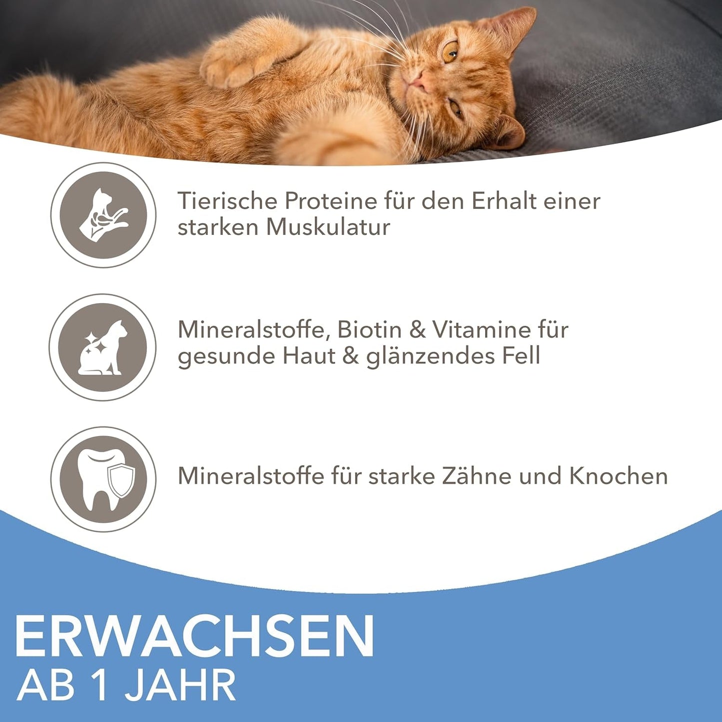 IAMS Delights Sea Collection Katzenfutter Nass - Multipack con pescado clasificado (Lachs, Thunfisch, Caballa, Seefisch) en salsa, Nassfutter para Katzen de 1 año, 12 x 85 g