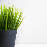 Pequeña maceta de plástico - 12 cm de diámetro, ligera y duradera, ideal para plantones, esquejes y plantas de interior - color aleatorio, Aléatoire