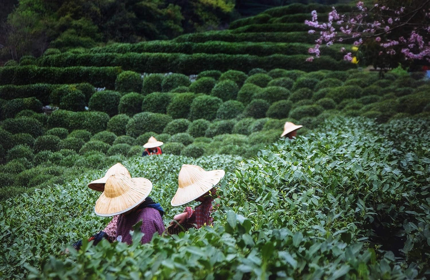 Té Tie Guan Yin Oolong de Anxi, China | Cosecha 2025 | Té chino Oolong de alta calidad | Té chino premium de plantaciones tradicionales 100 g