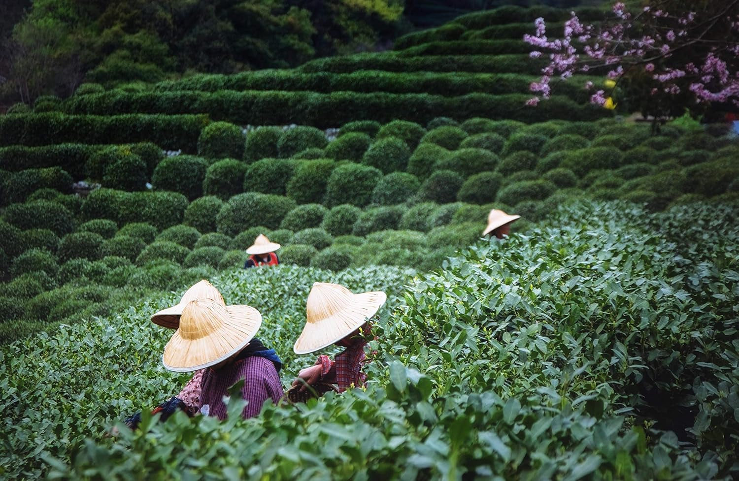 Té Tie Guan Yin Oolong de Anxi, China | Cosecha 2025 | Té chino Oolong de alta calidad | Té chino premium de plantaciones tradicionales 100 g