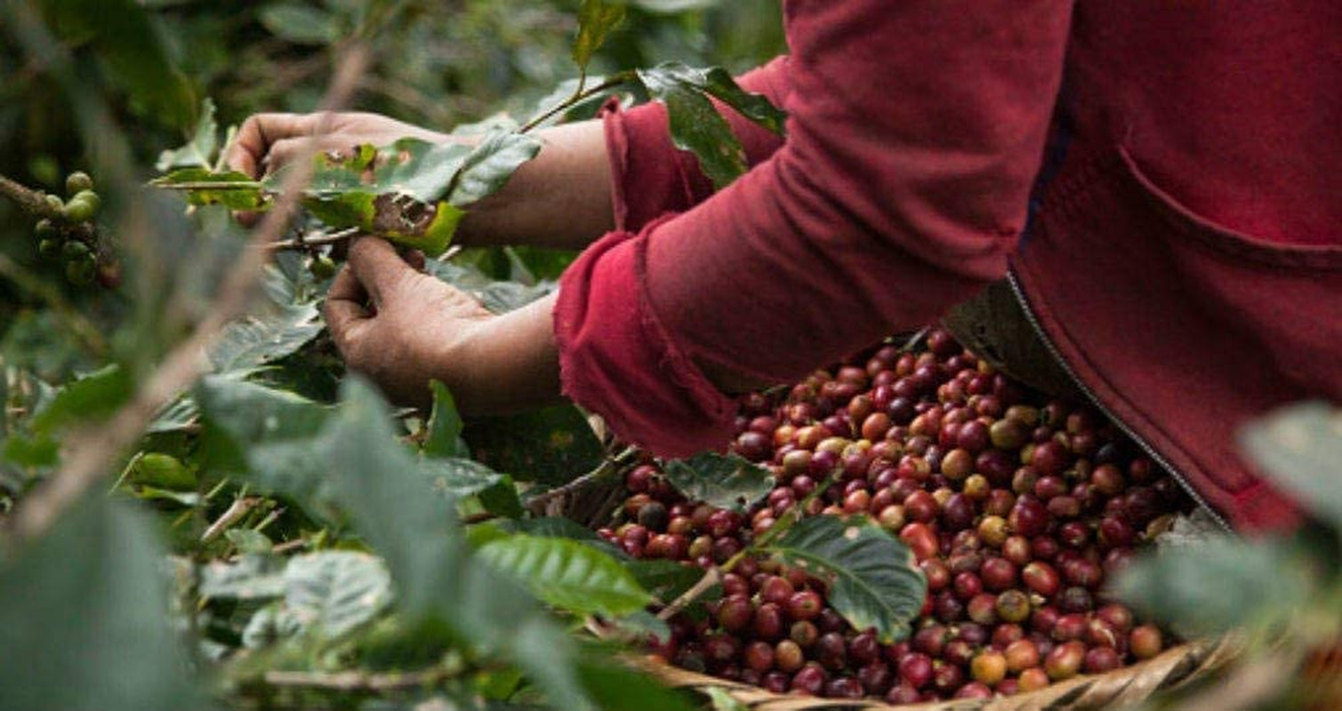 Café descafeinado en grano 1 kg natural 100% - Espresso Sabor intenso procedente de Colombia y Brasil.