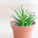 Pequeña maceta de plástico - 12 cm de diámetro, ligera y duradera, ideal para plantones, esquejes y plantas de interior - color aleatorio, Aléatoire