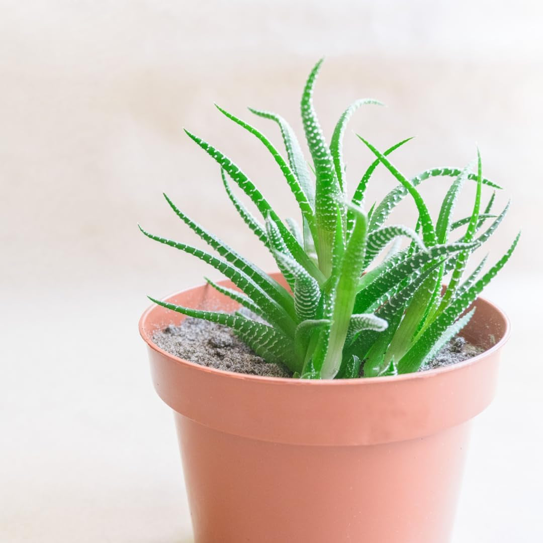 Pequeña maceta de plástico - 12 cm de diámetro, ligera y duradera, ideal para plantones, esquejes y plantas de interior - color aleatorio, Aléatoire