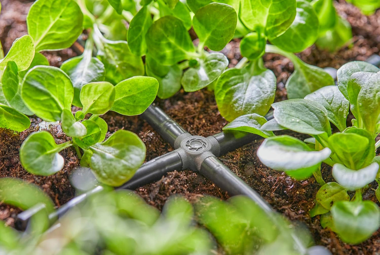 Gardena Micro-Drip-System - Conexión cruzada de 4,6 mm (3/16 pulgadas): Accesorio para distribución de derivaciones y líneas de goteo, instalación sin dobleces con tecnología de conexión Easy & Flexible (13214-20)