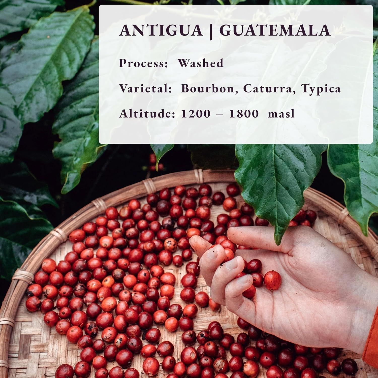 Tostado después del pedido ~ Granos de café especiales más frescos | Asador de 80 COPAS | Guatemala Antigua, Origen único(1kg) Spezialitäten Kaffeebohnen, Frisch Geröstet