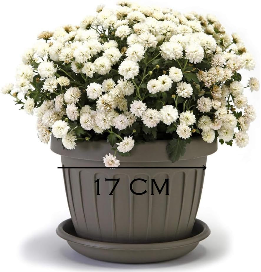 Maceta pequeña con plato - Maceta con plato 17 cm | Diseño práctico y ligero | Perfecto para plantas, esquejes o brotes tempranos 17 cm