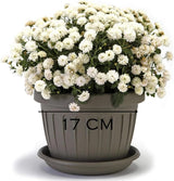 Maceta pequeña con plato - Maceta con plato 17 cm | Diseño práctico y ligero | Perfecto para plantas, esquejes o brotes tempranos 17 cm