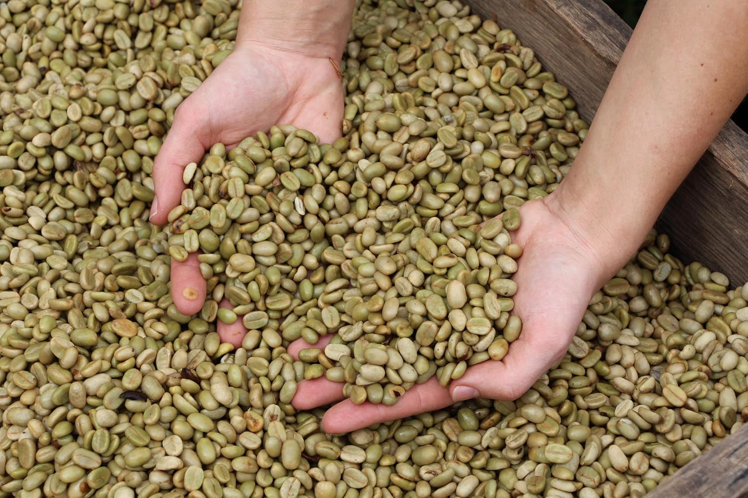 | Paquete de muestra café en grano 1 kg | Supremo 500g y Arábica Gourmet 500g | Baja acidez | Crema fina | El mejor espresso para máquinas totalmente automáticas | Set de degustación de café.