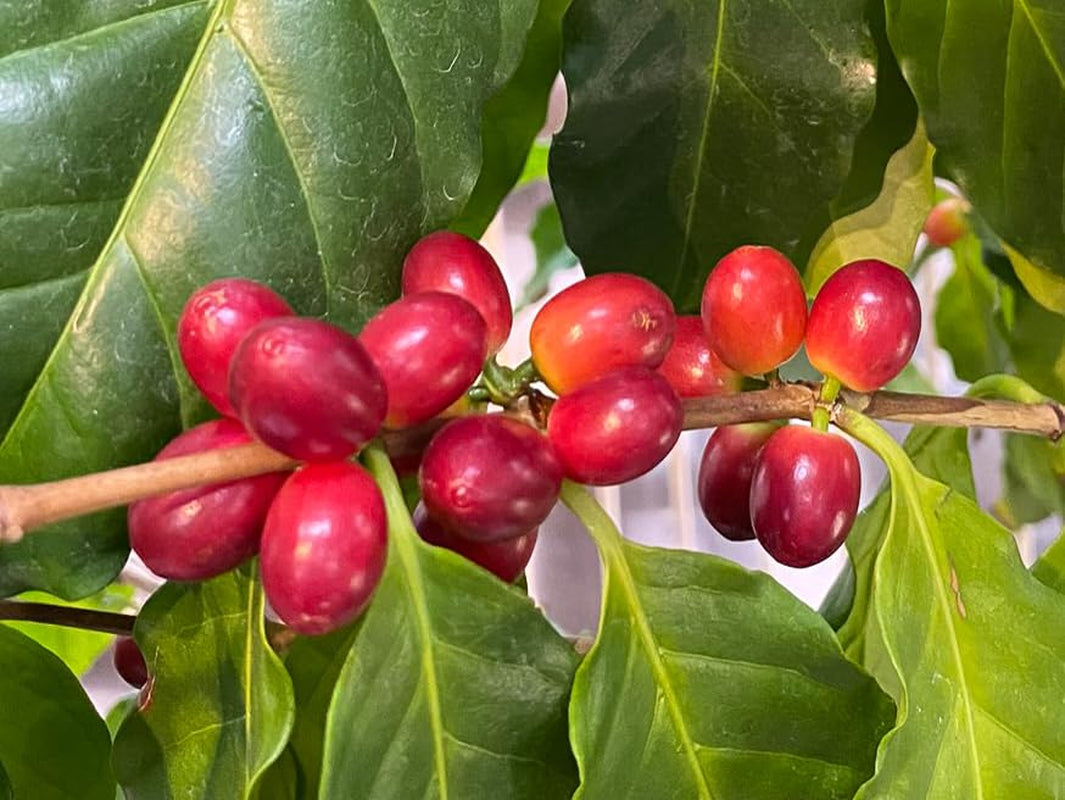 Bio FT Naturland Röstkaffee Arábica, 250 g de ganze Bohne