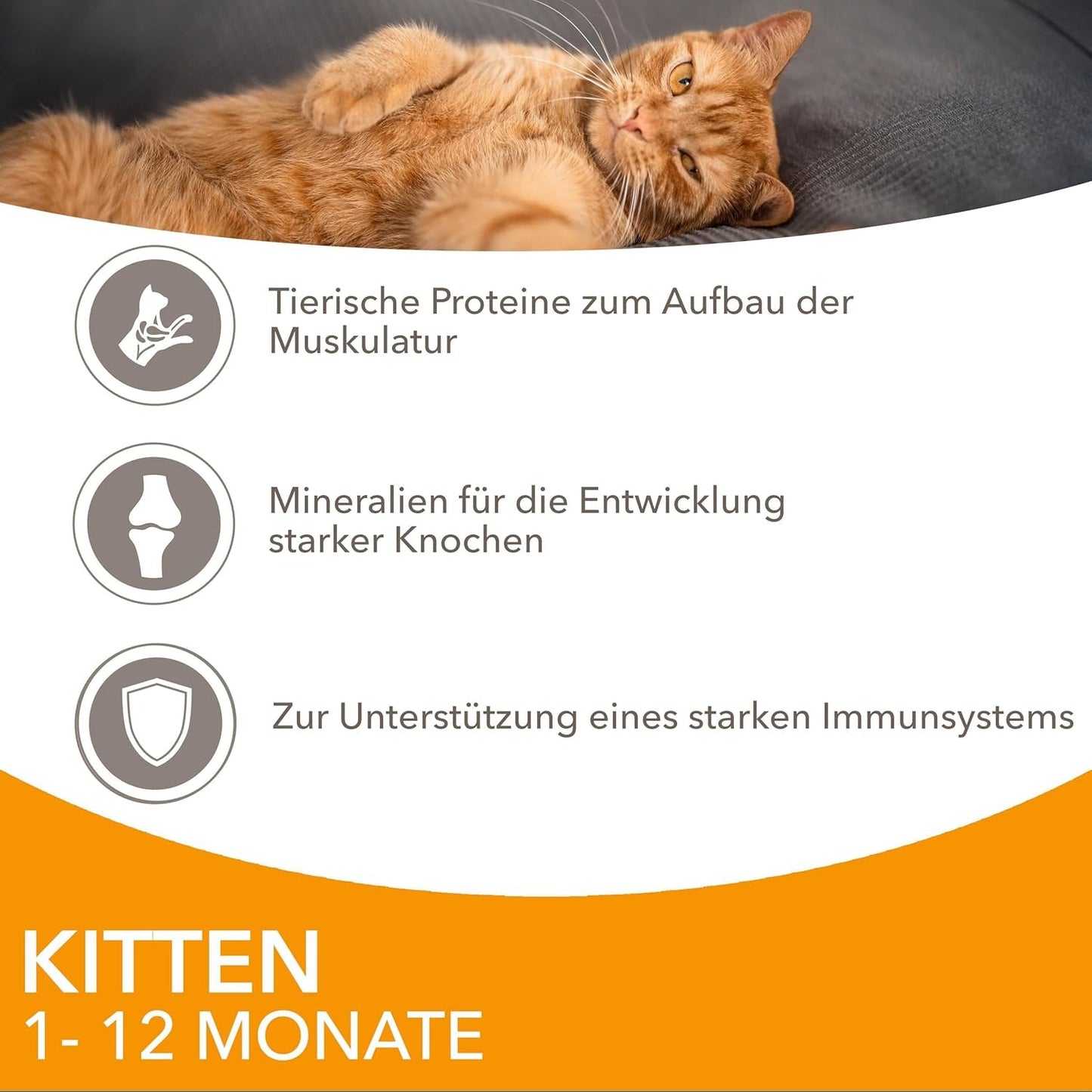 IAMS Delights Kitten Nassfutter - Multipack Katzenfutter mit Hunn in Sauce, Futter de alta calidad para niños pequeños de 1 a 12 meses, 12 x 85 g