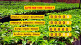 New York Coffee - EXTRA P - Café en granos, sabor fuerte y decisivo, granos de Arábica y Robusta, para moler, espresso italiano, mezcla en barra - calidad premium desde 1930 - 1 kg, granos