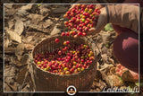 Café Jumbo | Elefantenkaffee Maragogype (1000 g, Bohnen entero) - Die größten Bohnen der Welt, ohne Säure, extra suave