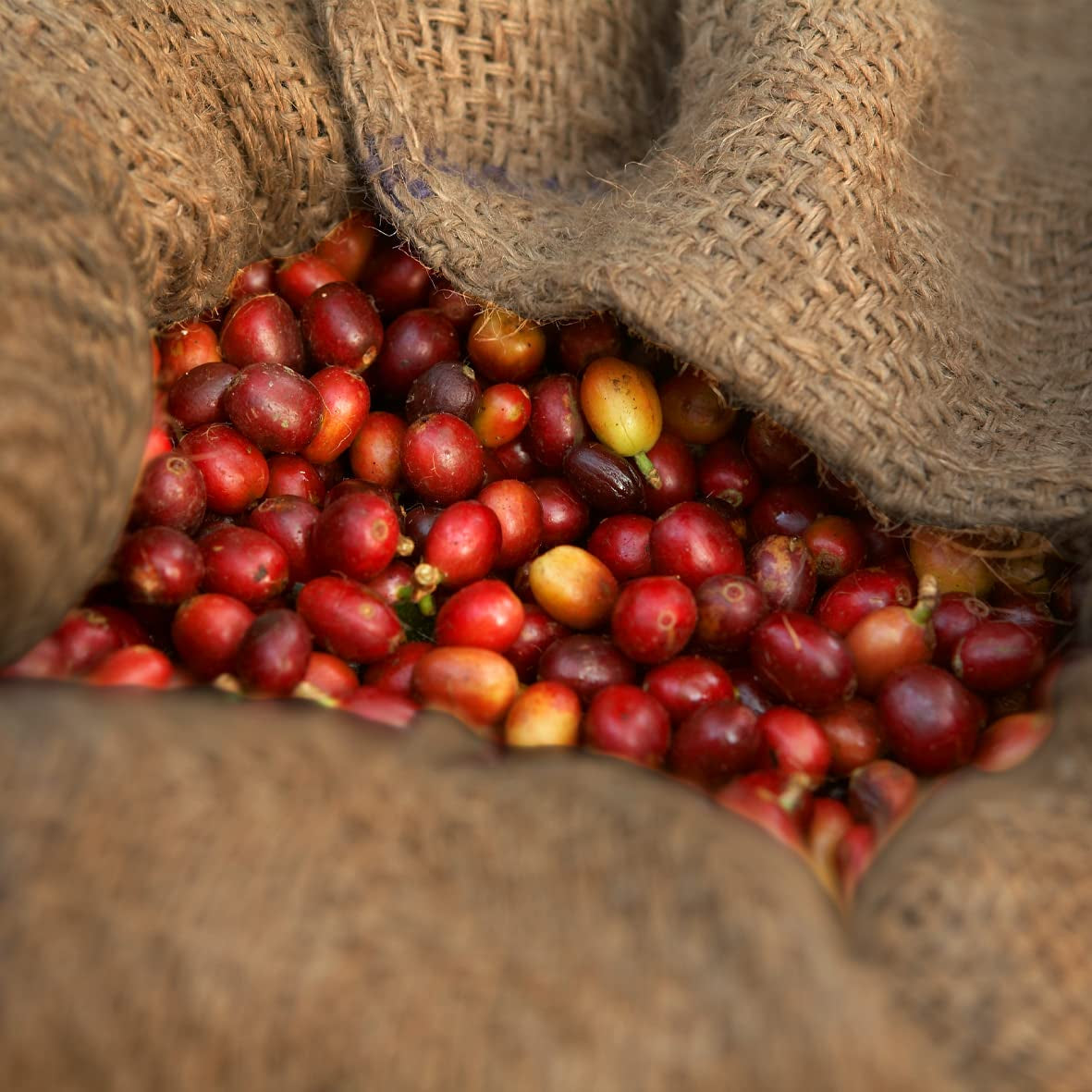 - Moca 1000g | Café fuerte para Schümli y espresso en máquinas totalmente automáticas | Granos de café tostados enteros | Con 90% de granos de Arábica