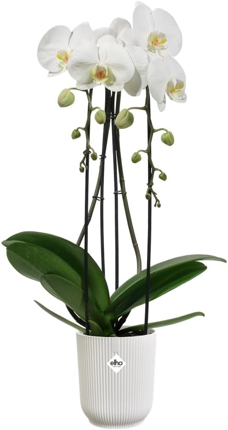 elho Vibes Fold Orchid High 12.5cm - Macetas para orquídeas de interior - Macetas para flores de interior - 100% plástico reciclado - Blanco/Blanco sedoso